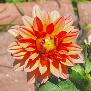 Meet your Posher, Elena